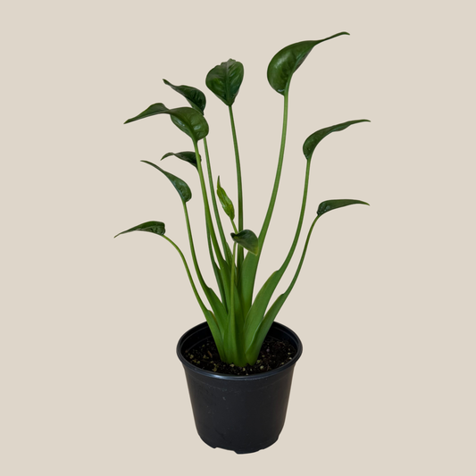 Alocasia Tiny Dancer (Alocasia Brisbanensis � Alocasia Odora 'Tiny Dancer') - 6 Inch Indoor Houseplant