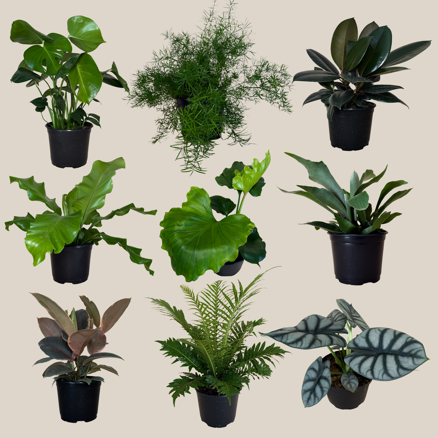 Fern & Foliage Mystery Houseplant 4 Pack - 6 Inch Indoor Houseplants