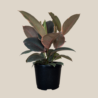 Ruby Rubber Plant (Ficus Elastica�'Ruby') - 6 Inch Indoor Houseplant