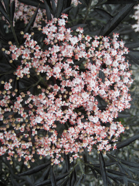 Black Lace® Elderberry (Sambucus nigra 'Eva') -