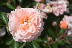 Apricot Drift® Rose (Rosa 'Drift Meimirrote') -