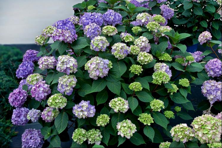 BloomStruck® Hydrangea (Hydrangea macrophylla 'Bloomstruck') -