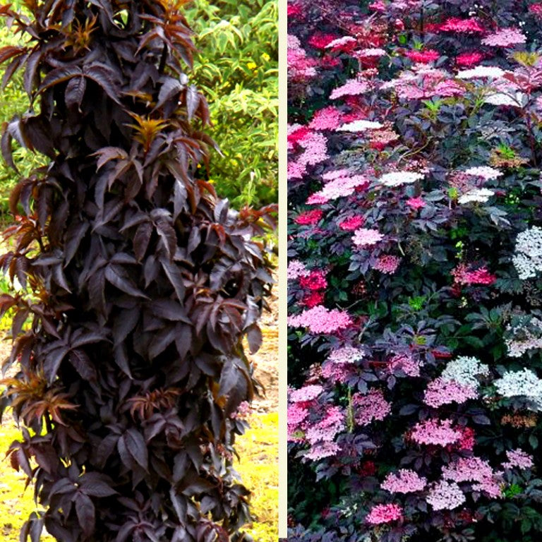 Black Tower Elderberry (Sambucus nigra 'Eiffel 1' BLACK TOWER) -