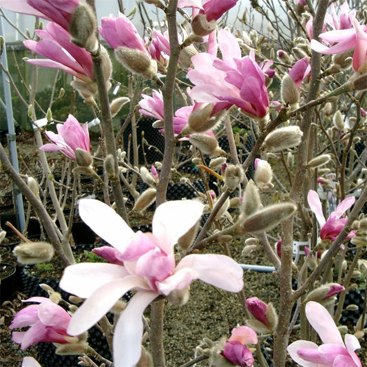 Leonard Messel Magnolia (Magnolia x loebneri 'Leonard Messel') -