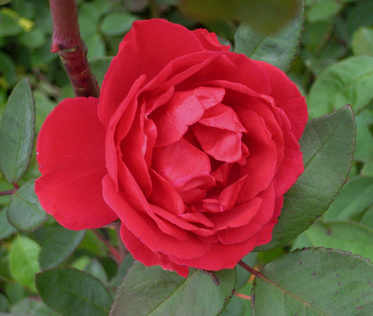 Blaze Climbing Rose (Rosa CL 'Blaze') -