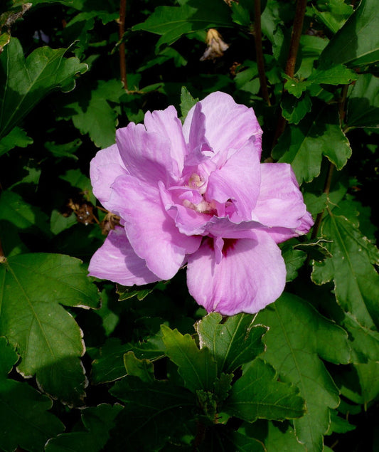 Ardens Rose of Sharon (Hibiscus syriacus 'Ardens') -