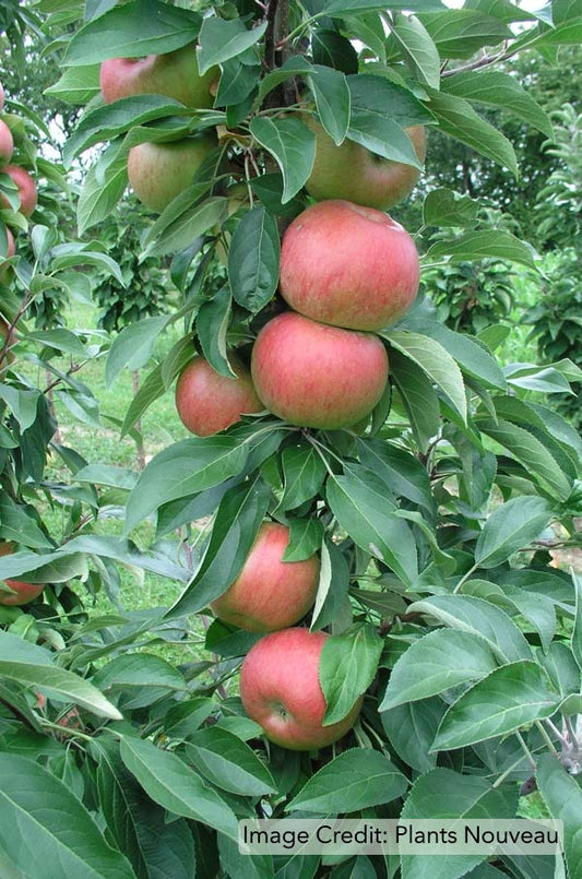 Fruit Snacks™ Blushing Delight™ Apple (Malus Fruit Snacks Blushing Delight Malus 'A68-173') -