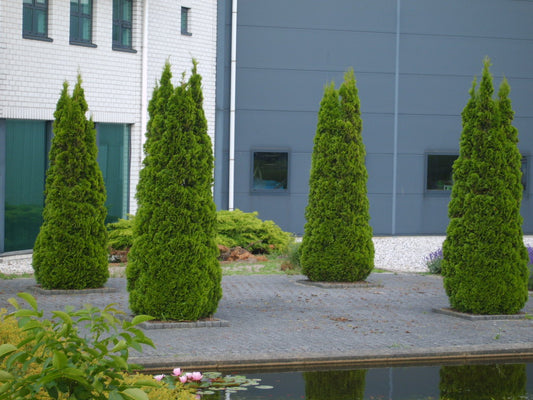 Emerald Green Arborvitae (Thuja occidentalis 'Smaragd') -