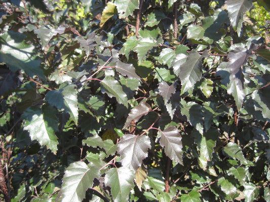 Royal Frost® Birch (Betula x 'Royal Frost') -