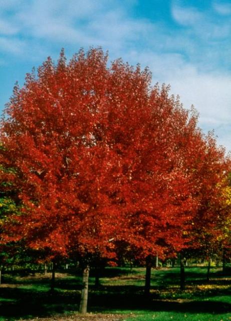 Brandywine Red Maple (Acer rubrum 'Brandywine') -