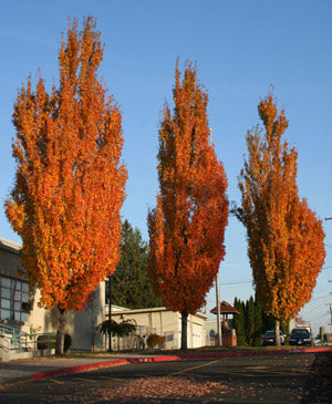 Armstrong Red Maple (Acer rubrum 'Armstrong') -