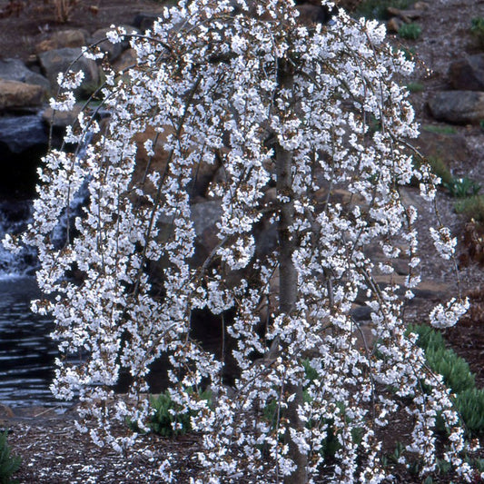 Snow Fountains® Weeping Cherry (Prunus x 'Snofozam') -
