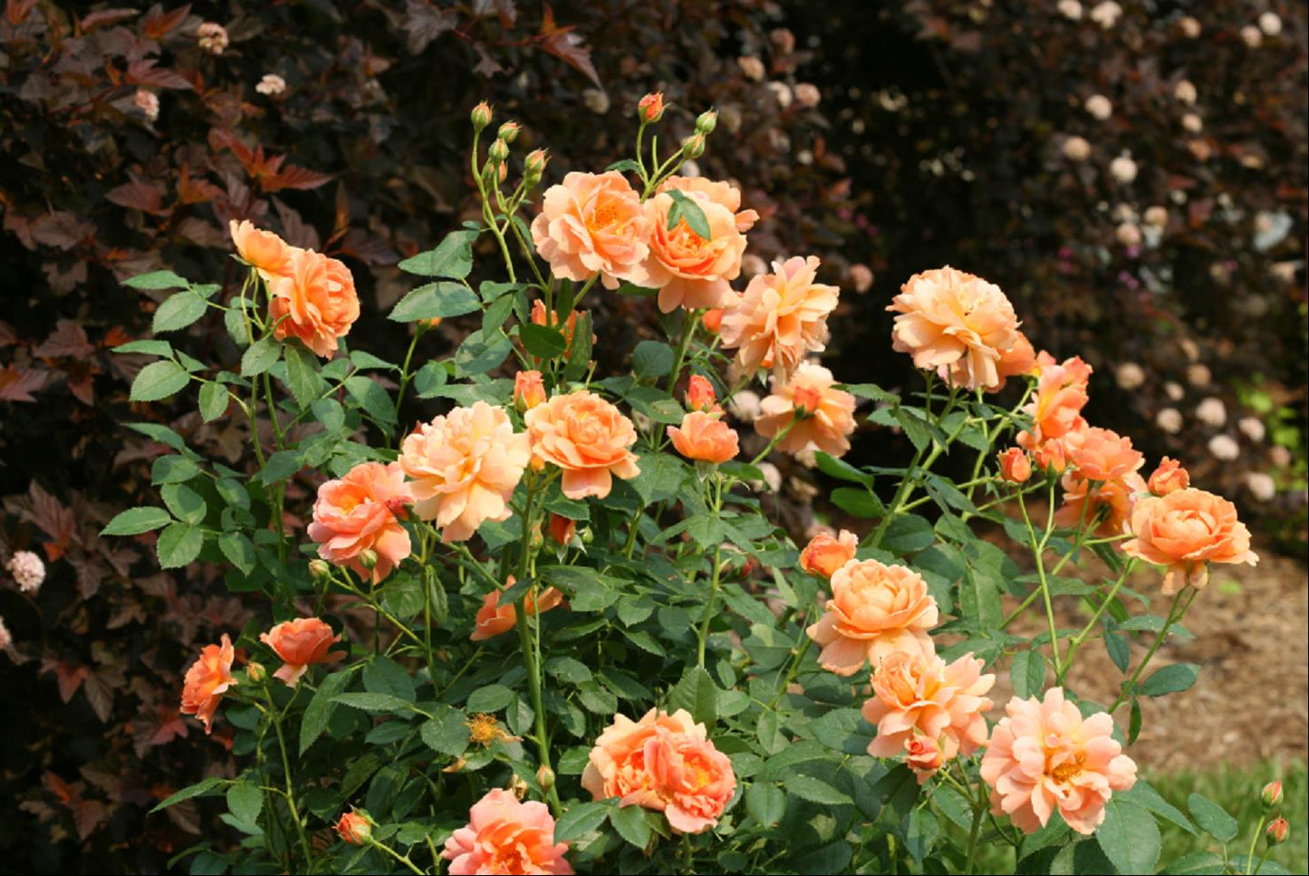 At Last® Rose (Rosa 'S At Last') -