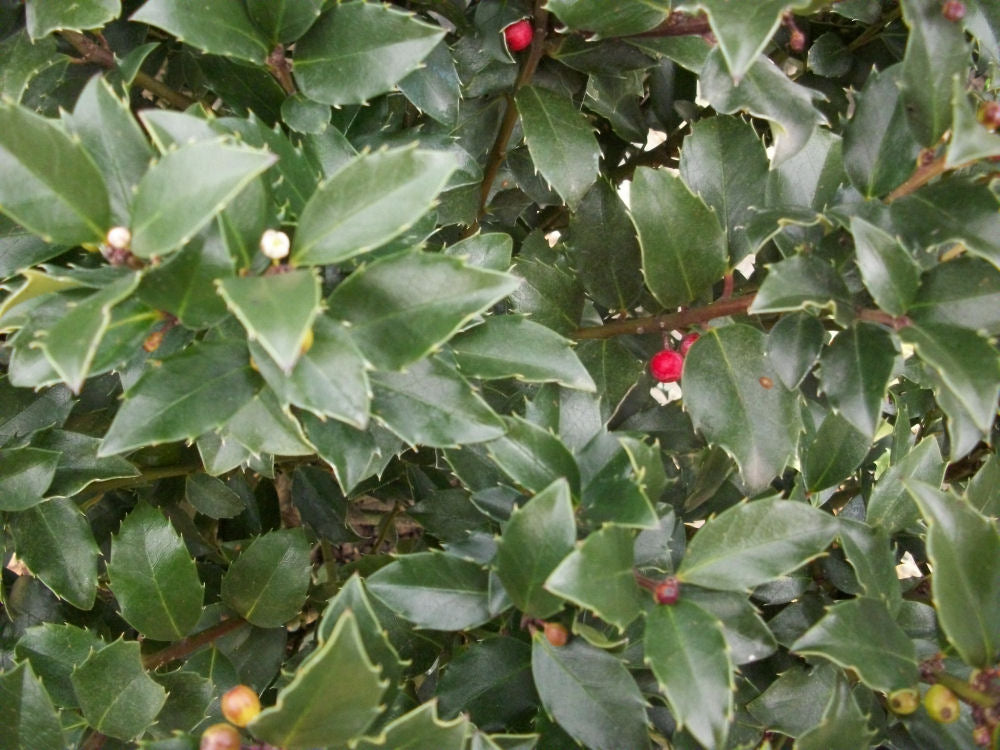 Blue Maid™ Meserve Holly (Ilex x meserveae 'Blue Maid') -