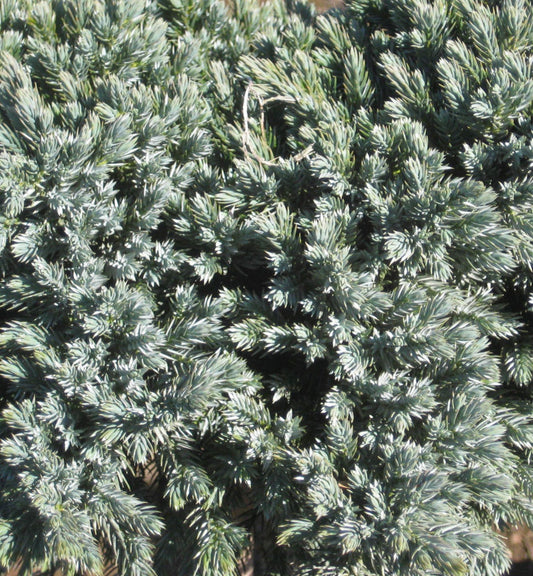Blue Star Juniper (Juniperus squamata 'Blue Star') -