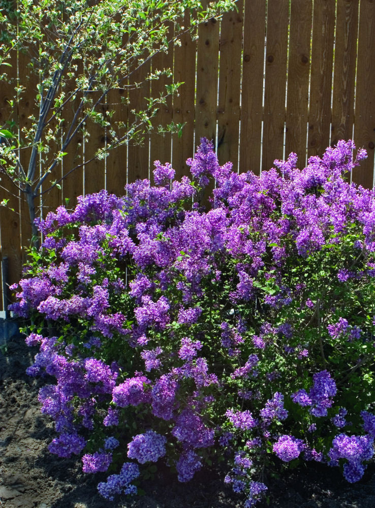 Bloomerang® Dark Purple Lilac (Syringa x 'Penda') -