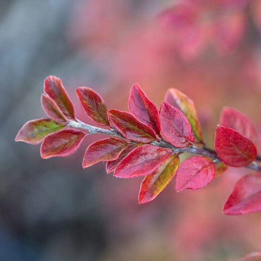Autumn Inferno® Cotoneaster (Cotoneaster 'Autumn Inferno') -