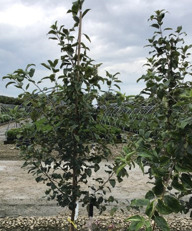 Honeycrisp Apple (Malus 'Fruit Honeycrisp') -