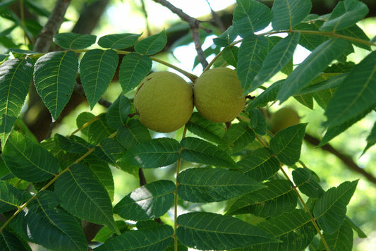Black Walnut (Juglans nigra) -