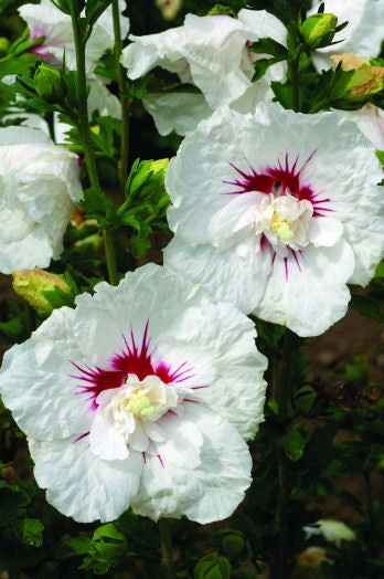 Bali™ Hibiscus (Hibiscus syriacus 'Bali') -