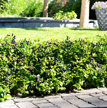 BerryBux® Blueberry (Vaccinium berrybux) -