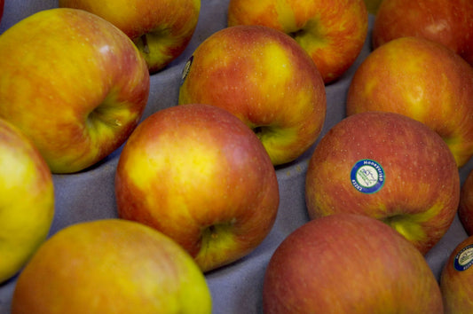 Honeycrisp Apple (Malus 'Fruit Honeycrisp') -