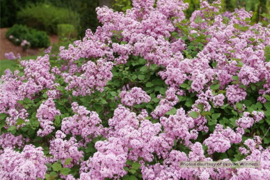 Bloomerang Purpink® Reblooming Lilac (Syringa x pubescens Bloomerang Purpink®) -