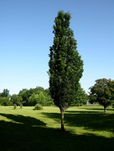 Regal Prince® Oak (Quercus x bicolor 'Long') -