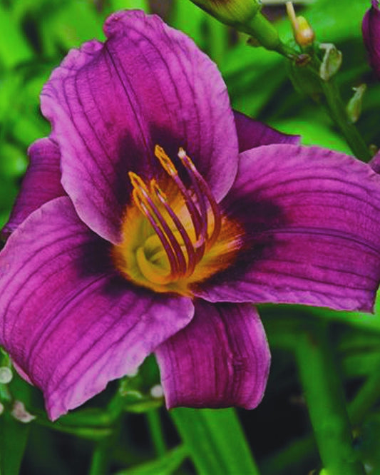 Grape Magic Daylily (Hemerocallis grape 'Grape Magic') - 1 gallon
