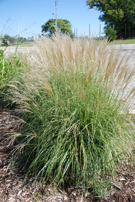 Adagio Maiden Grass (Miscanthus sinensis 'Adagio') - 1 gallon