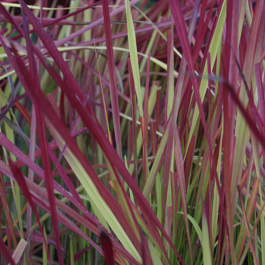 Japanese Blood Grass (Imperata koenigii 'Red Baron') - 1 gallon