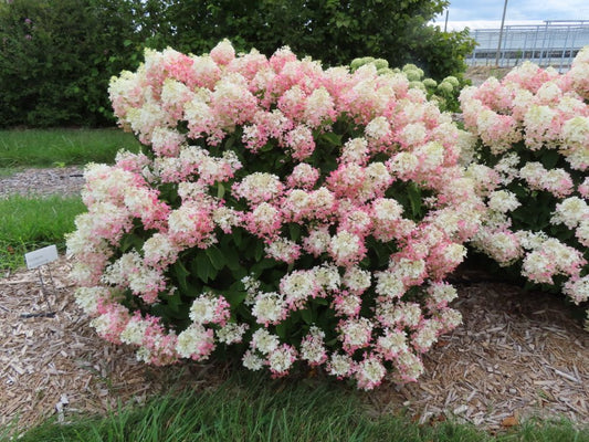 French Manicure™ Hydrangea Paniculata (Hydrangea paniculata 'Bailpantwo' ) - 3 gallon