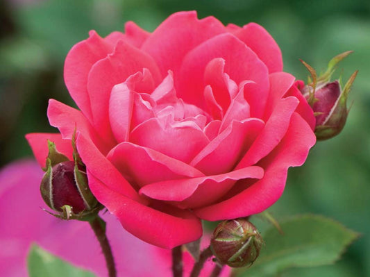 Double Red Knock Out® Rose (Rosa x Double Red Knock Out®) - 3 gallon