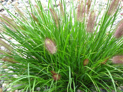 Red Head Fountain Grass (Pennisetum alopecuroides 'Red Head') - 1 gallon