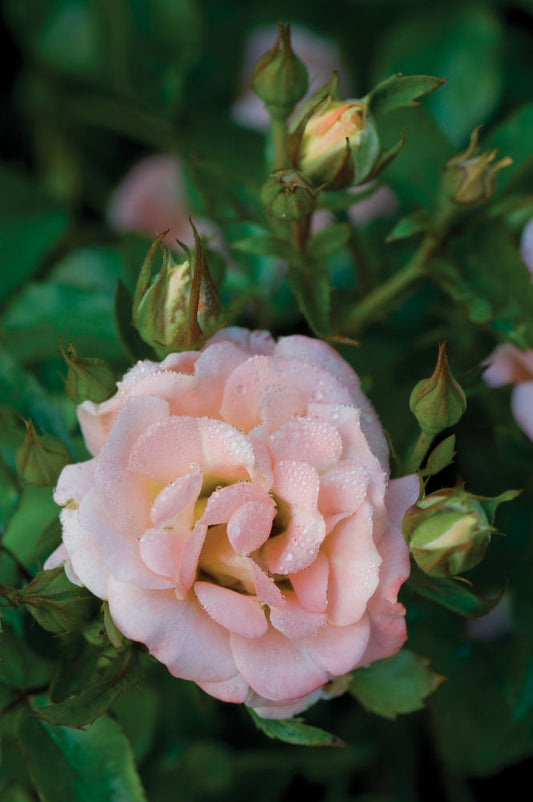 Peach Drift® Rose (Rosa 'Drift Meiggili') - 2 gallon