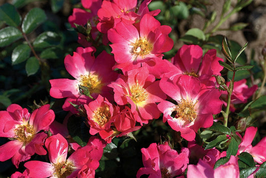 Pink Drift® Rose (Rosa 'Drift Meijocos') - 2 gallon
