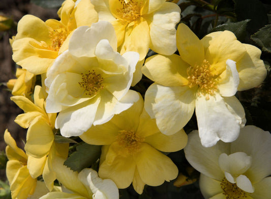Sunny Knock Out® Rose (Rosa K.O 'Radsunny') - 2 gallon