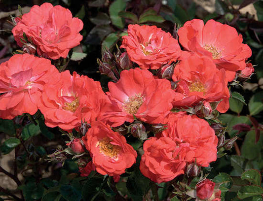 Coral Drift® Rose (Rosa 'Drift Meidrifora') - 1 gallon