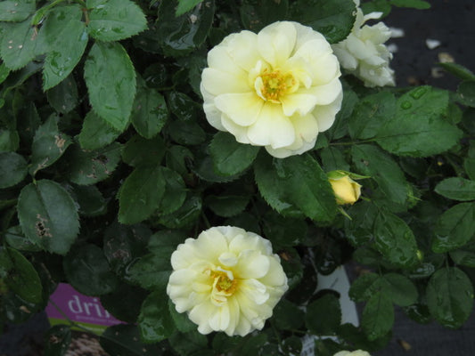 Popcorn Drift® Rose (Rosa 'Drift Popcorn') - 2 gallon