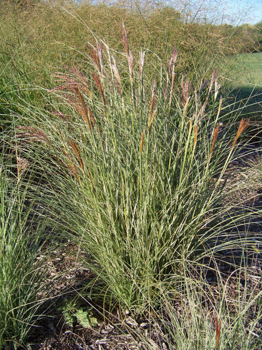 Morning Light Maiden Grass (Miscanthus sinensis 'Morning Light') - 2 gallon