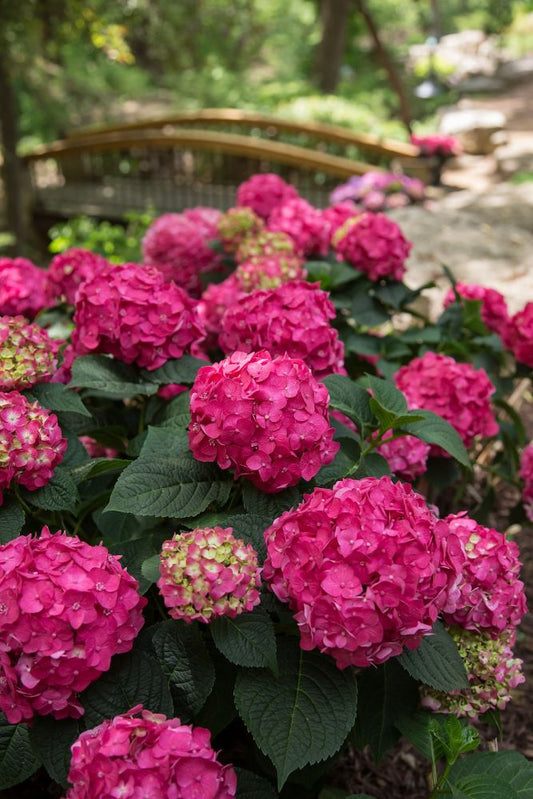 Summer Crush® Reblooming Hydrangea (Hydrangea macrophylla 'Summer Crush') - 8"