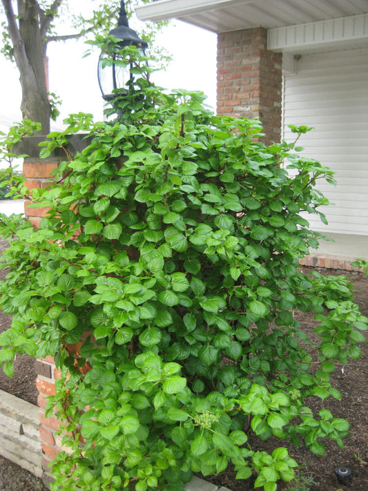 Climbing Hydrangea (Hydrangea 'Petiolaris') - 3 gallon 30" TRELLIS