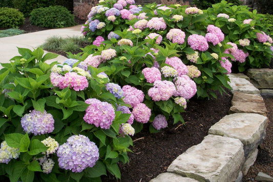 Endless Summer® The Original Hydrangea (Hydrangea macrophylla 'Bailmer') - 3 gallon