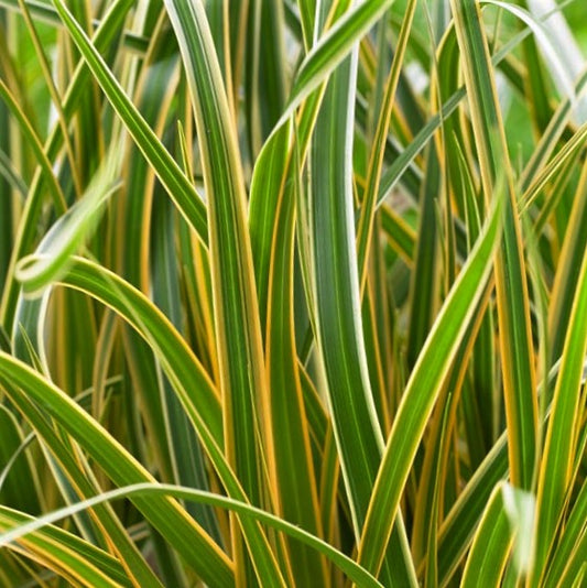 Grass Carex EverColor® Everglow (Carex 'Carex Everglow') - 1 gallon