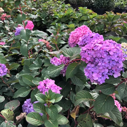 Hydrangea Rock N Roll™ (Hydrangea macrophylla 'Rock-N-Roll') - 3 gallon