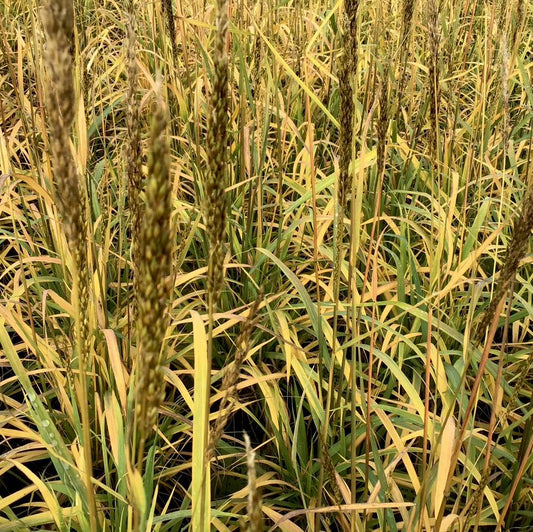 Indian Grass (Sorghastrum 'Sorg. N. Golden Sunset') - 2 gallon