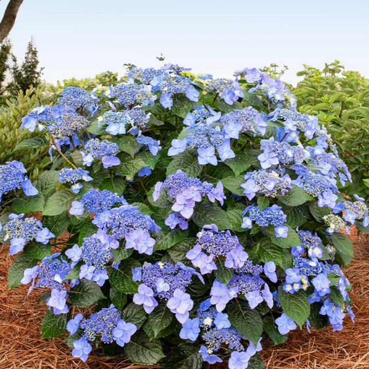 Pop Star® Reblooming Hydrangea (Hydrangea macrophylla 'Pop Star') - 3 gallon