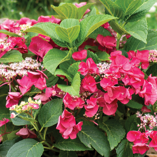 Cherry Explosion™ Hydrangea (Hydrangea macrophylla 'Cherry Explosion') - 2 gallon