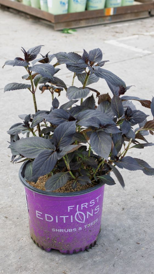 Eclipse® Bigleaf Hydrangea (Hydrangea macrophylla 'Eclipse') - 3 gallon