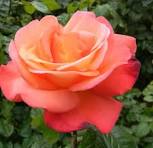 Orange Glow™ Knock Out® (Rosa K.O 'Orange Glow') - 2 gallon
